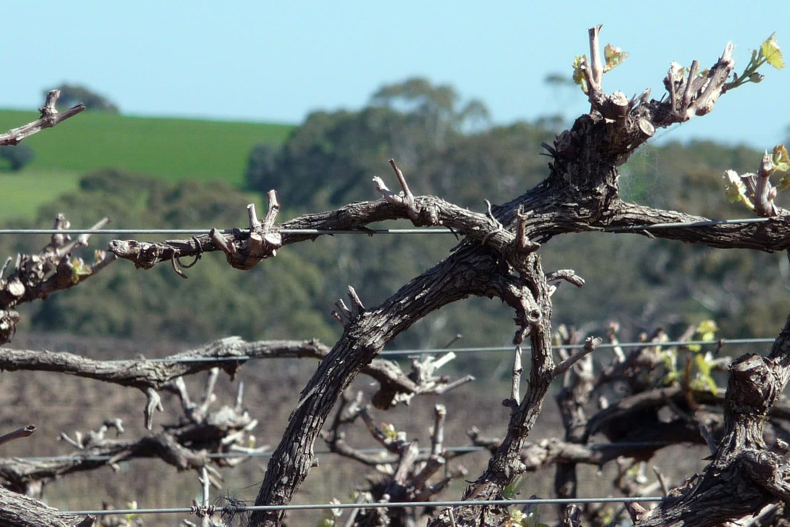 Close view of a gnarled grapevine cordon on a wire trellis, with small green shoots and leaves just emerging from the bud scale and rolling green farmland blurred behind.