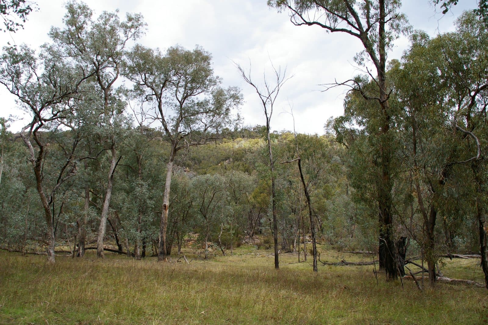 Open eucalypt woodland with slender grey and white trunks, a sparse canopy and rough grass across the forest floor, rising to a low wooded ridge behind.