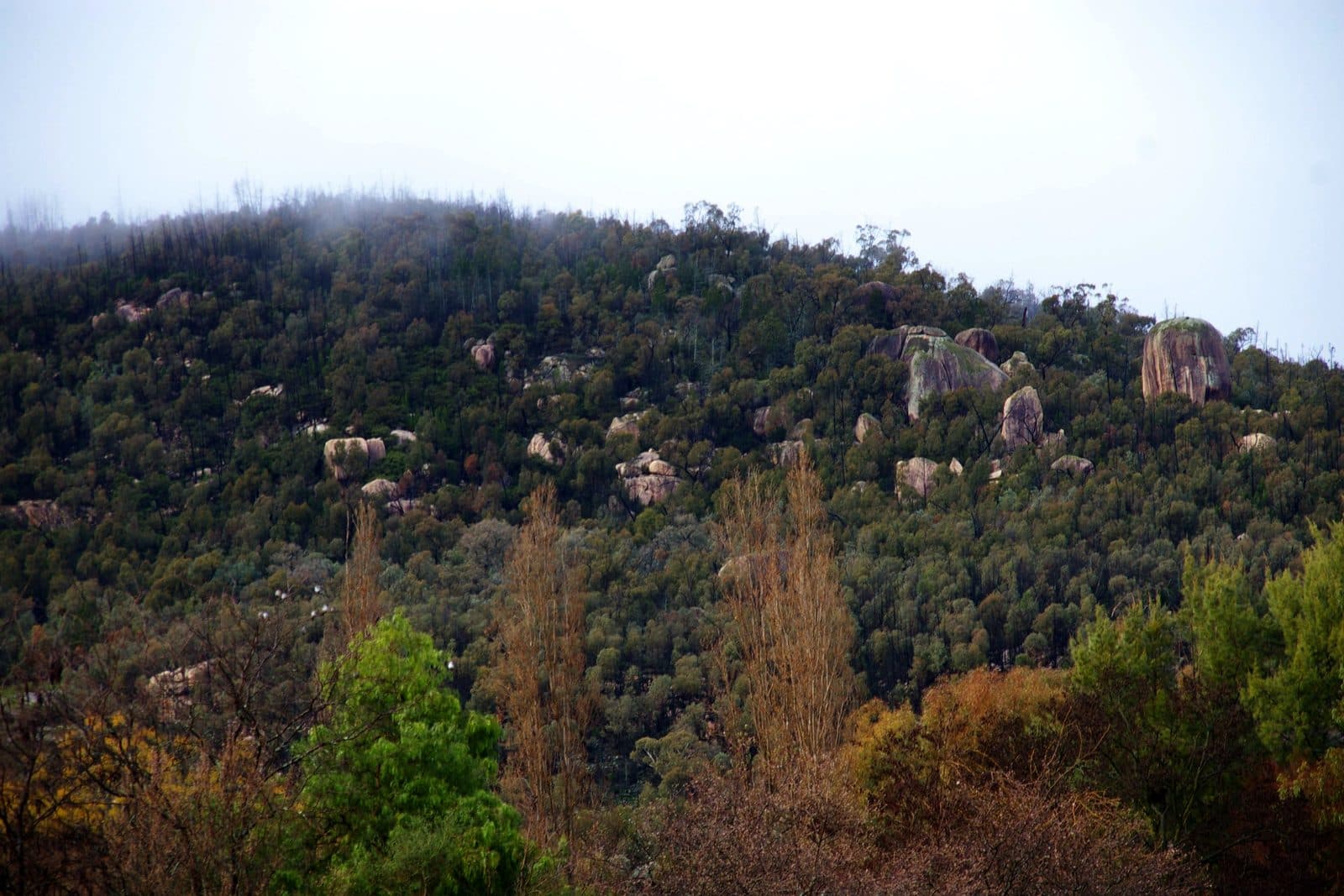 Granite boulders and outcrops rising through open eucalypt woodland on a wooded hillside, with mist over the ridge behind.