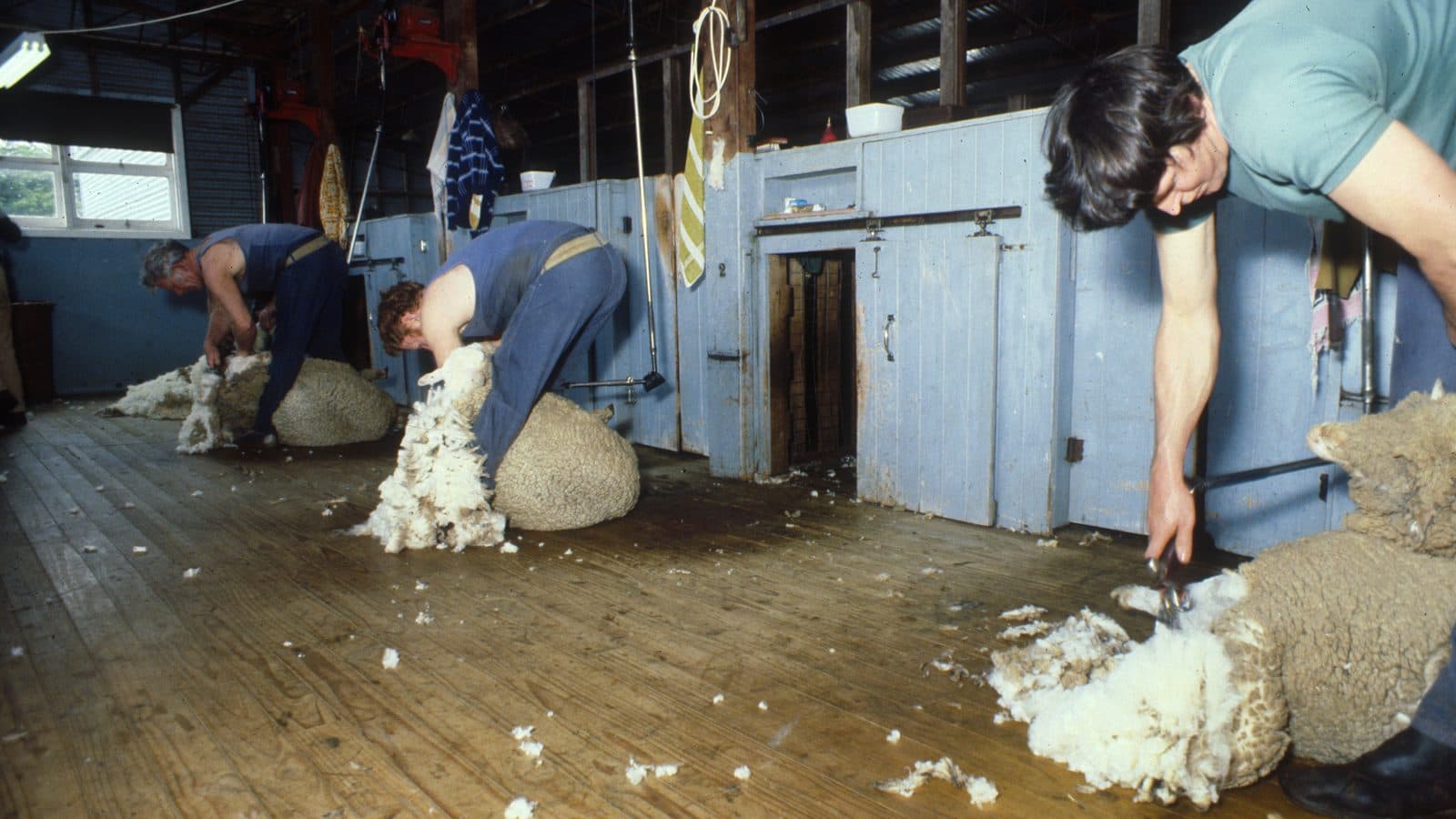 Three shearers bent over sheep on the timber board of an Australian shearing shed, pale blue pen doors behind them and loose wool scattered across the floor.