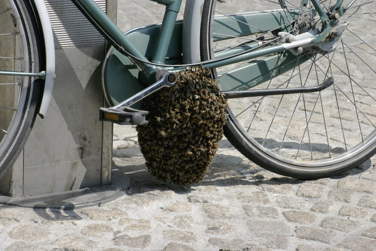 A large cluster of honey bees hanging from the pedal and chain guard of a green bicycle parked on a cobbled street.