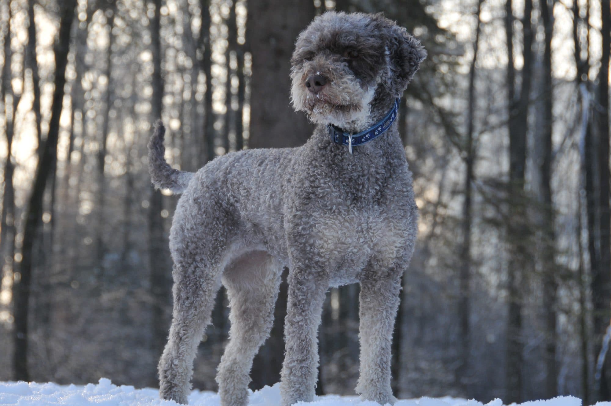 A curly brown and white Lagotto Romagnolo dog standing outdoors in winter.