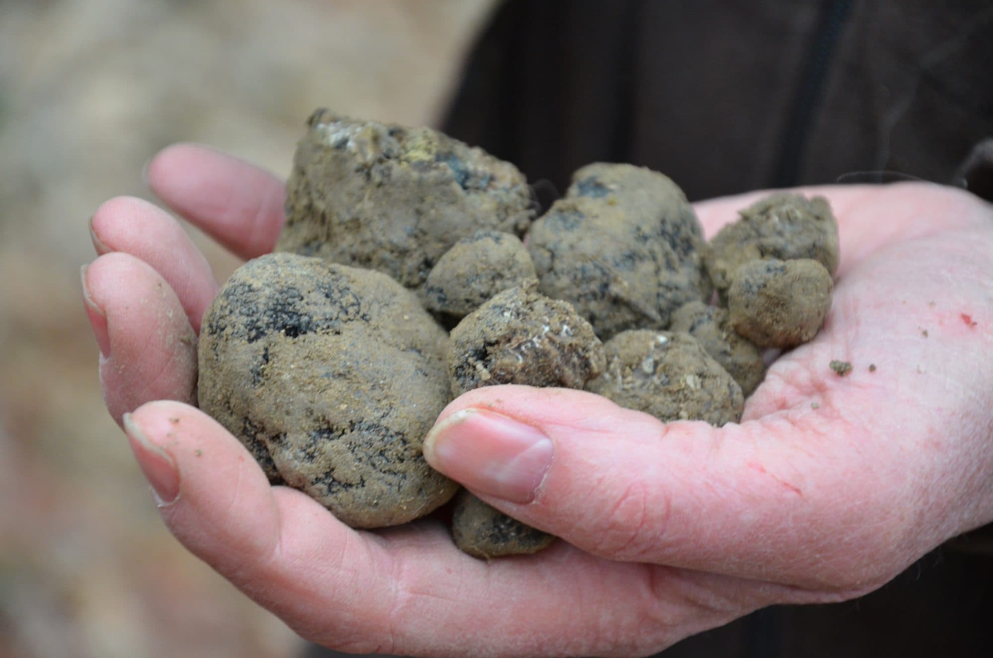 A pair of hands cupping several round, dark, knobbly black truffles above a table at an outdoor winter truffle market, more truffles behind.