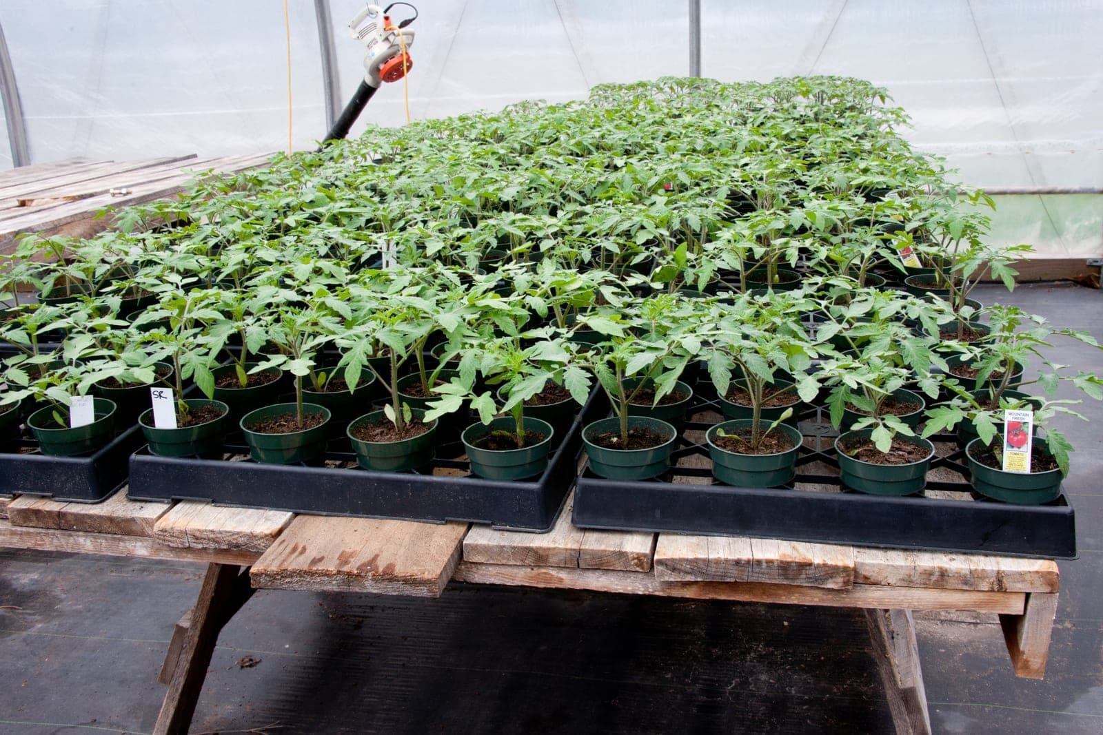 Rows of young tomato plants in small black pots, set out on trays on a wooden bench inside a plastic-covered greenhouse.