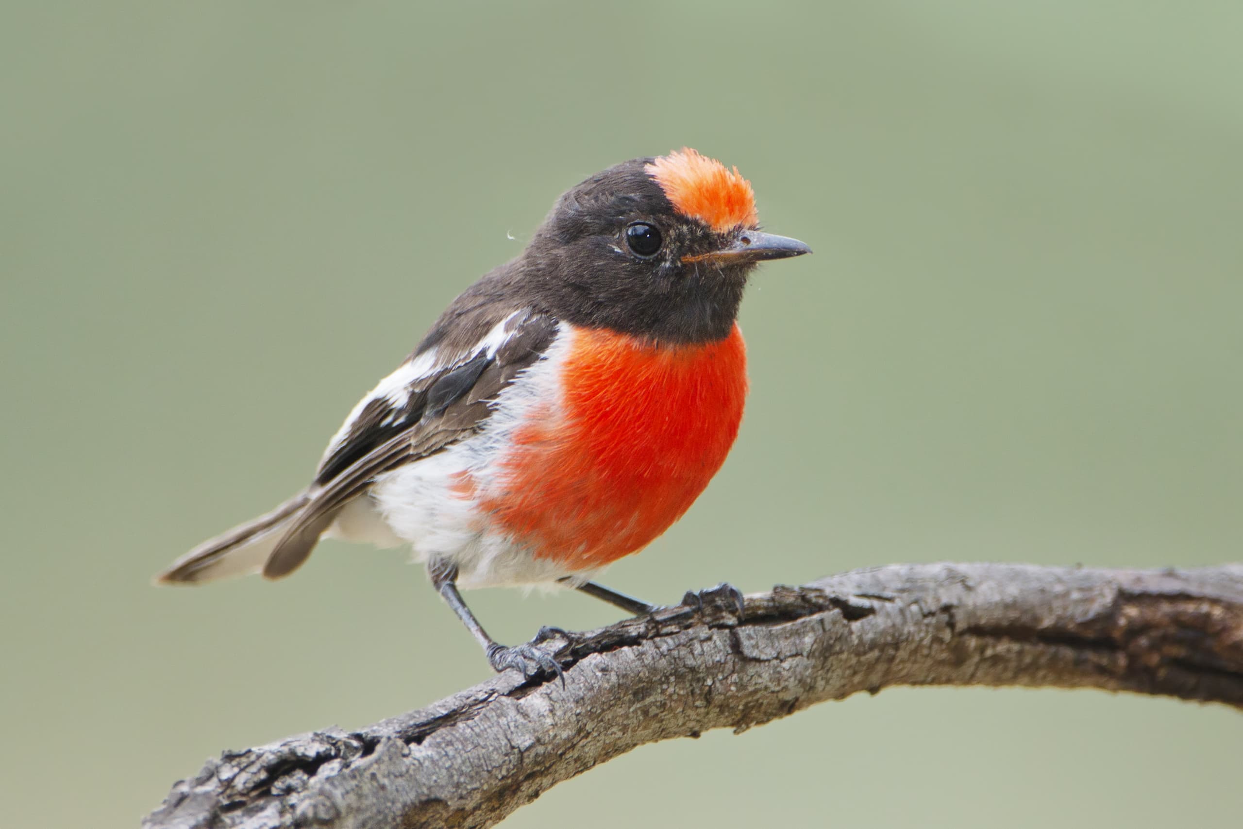 A male red-capped robin perched on a branch in the Chiltern bush — a small grey bird with a bright scarlet cap and breast, sharp against a soft winter-brown background.