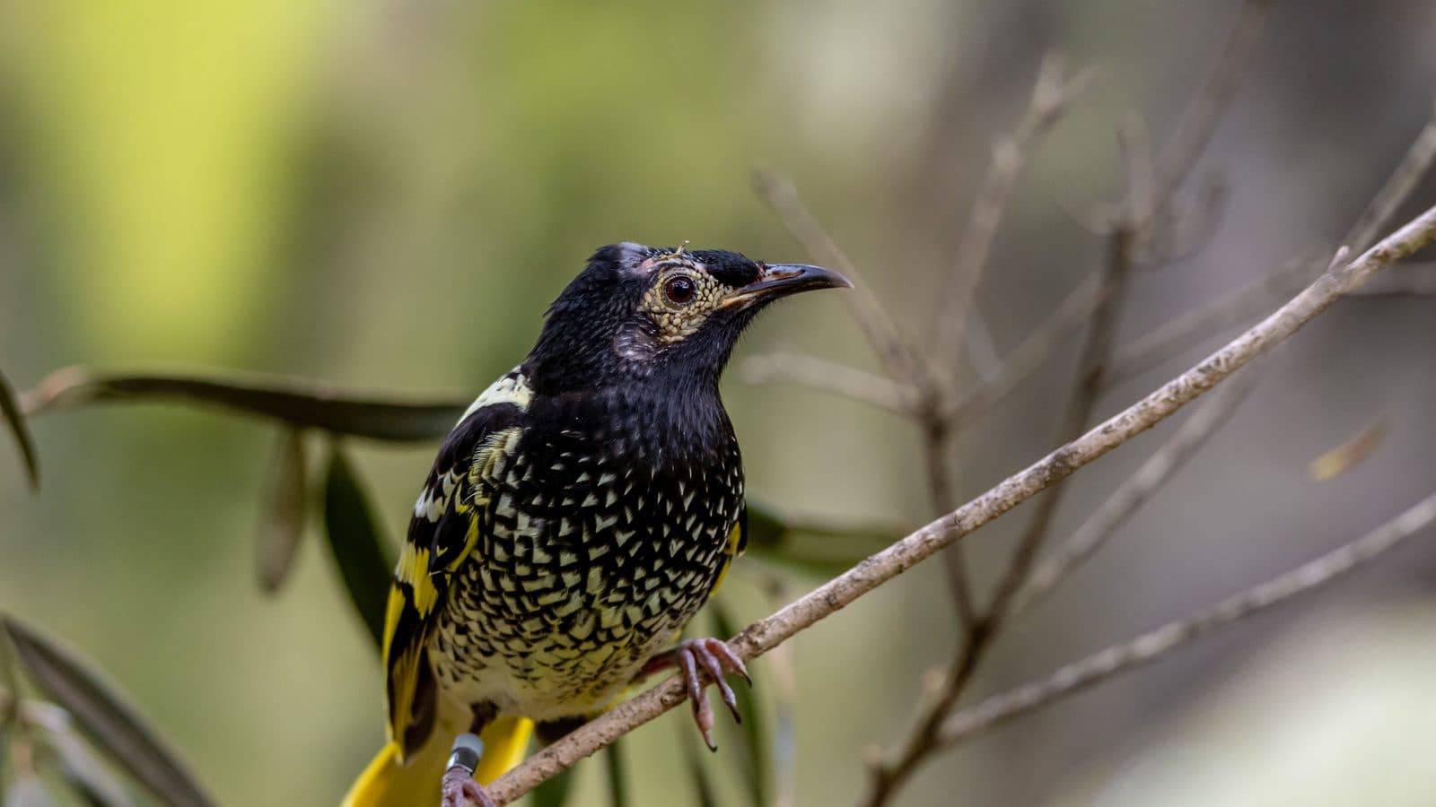 A regent honeyeater perched on a thin branch, black head and back with pale scalloped markings down the breast, bright yellow edging on the wing and tail, and a small identification band on one leg.