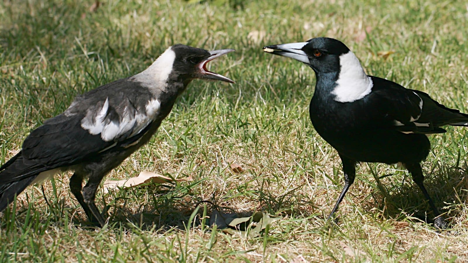 A grey juvenile Australian magpie standing on grass with its beak open, calling, while an adult magpie faces it holding a scrap of food in its bill.
