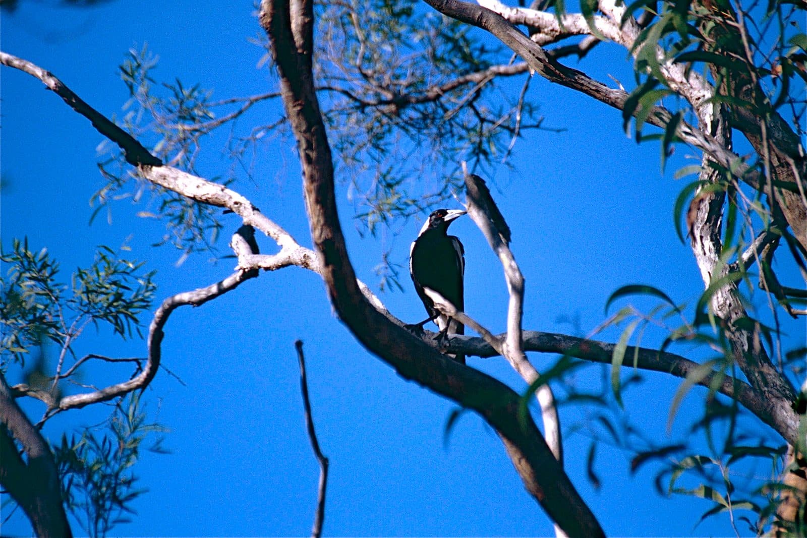 An Australian magpie perched on a bare branch high in a eucalypt, seen from below against a deep blue sky with scattered gum leaves around it.