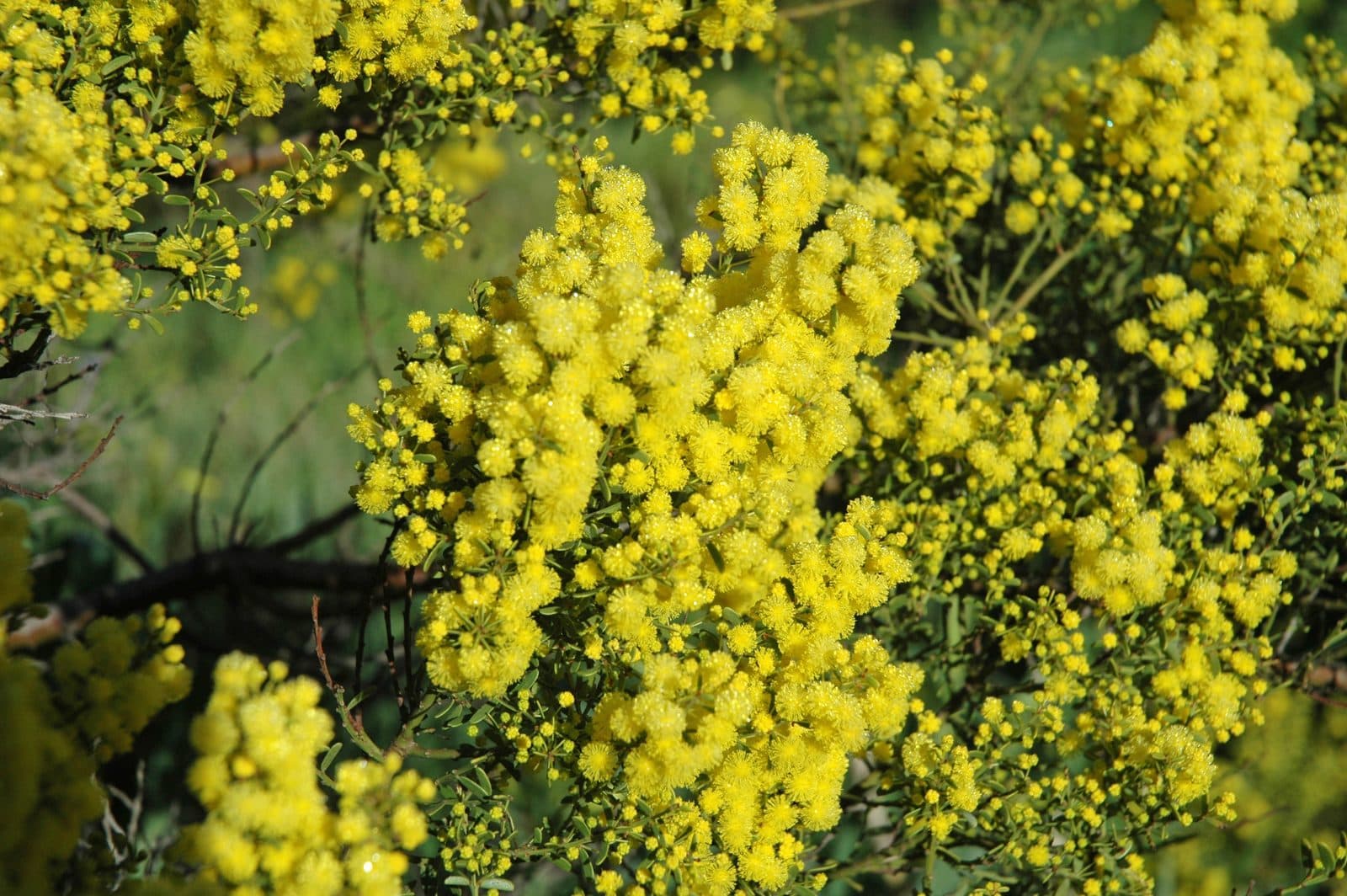 A close view of golden wattle in flower, dense clusters of small bright yellow pompom blooms among dark green foliage.