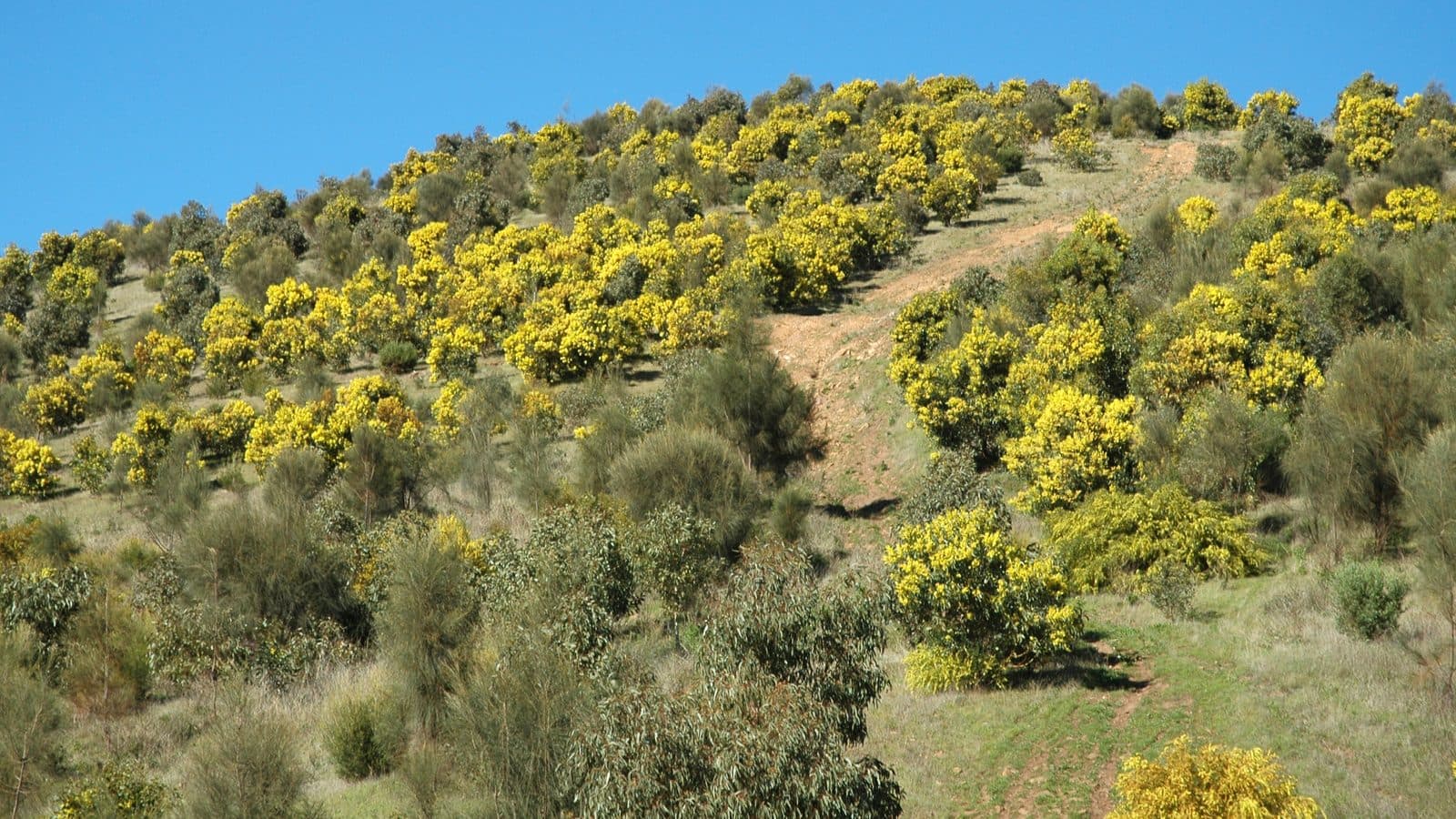 A dry hillside of Australian bush with dozens of wattle bushes in full yellow flower scattered through the grey-green scrub under a clear blue sky.
